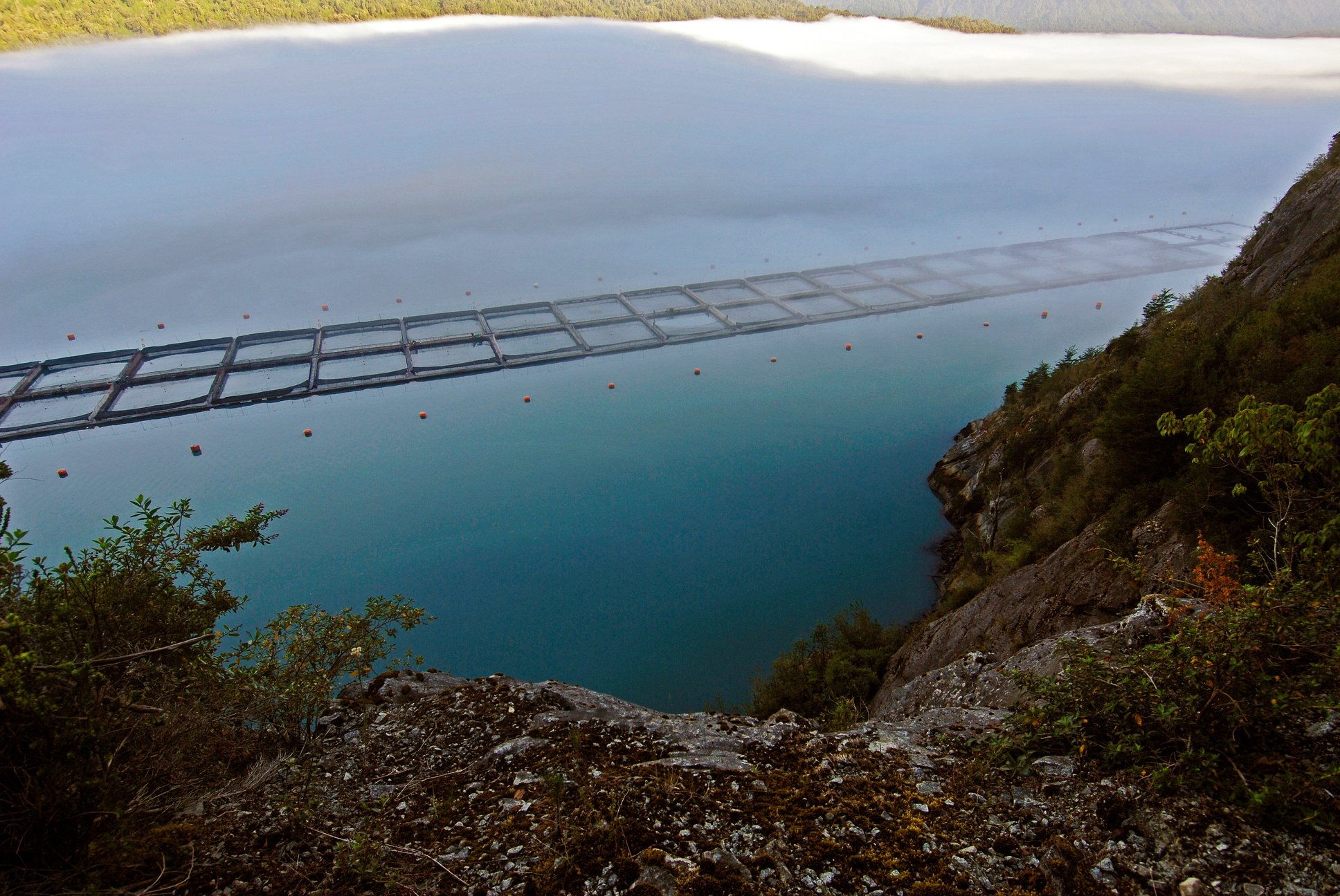 Salmon farming implements